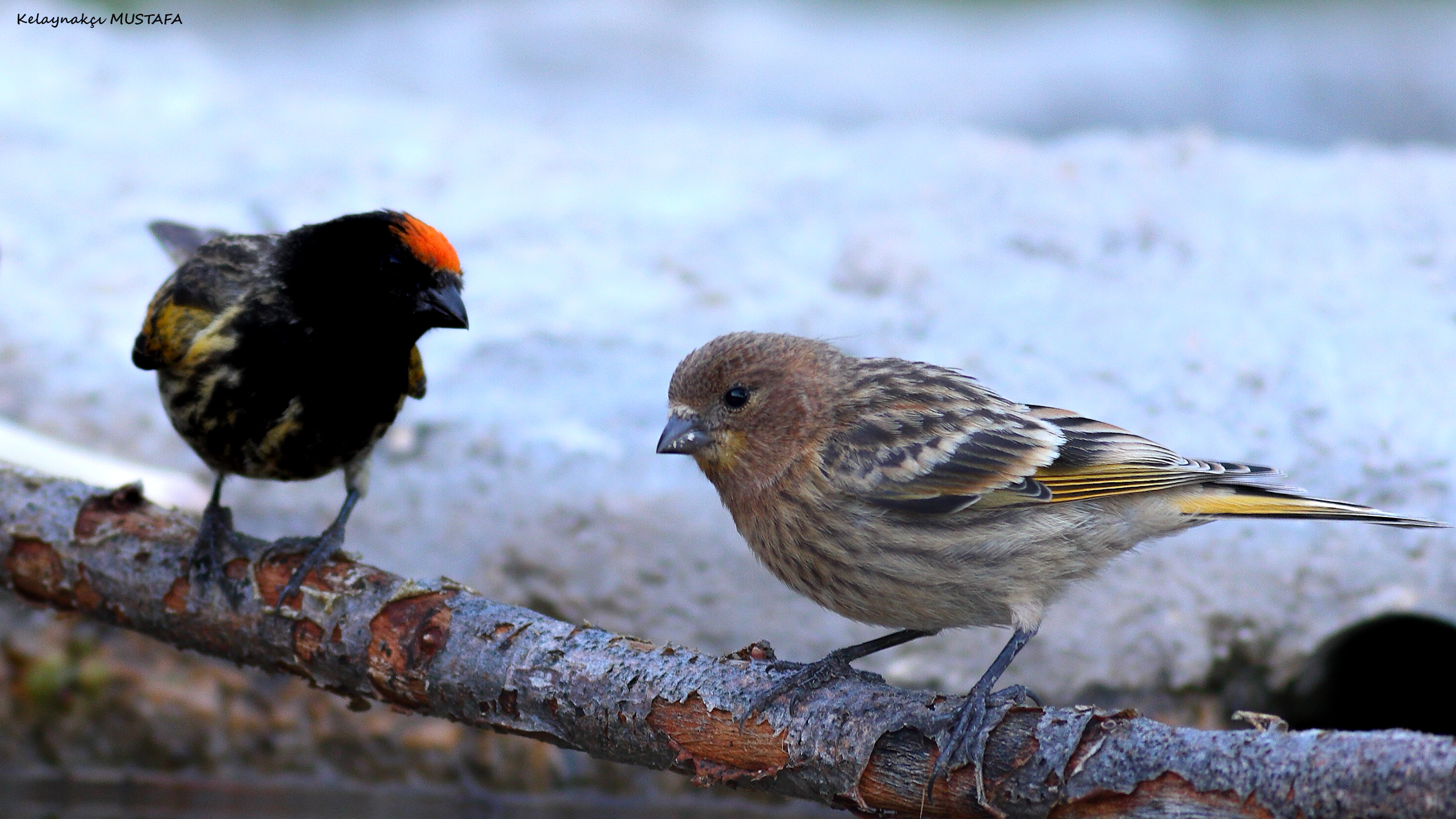 Fire-fronted Serin